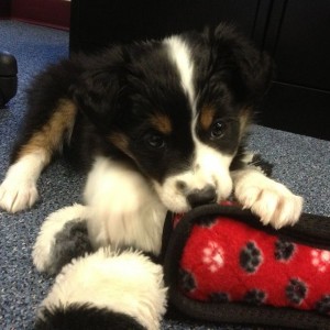 FAT - new puppy