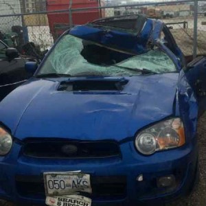 moose vs car