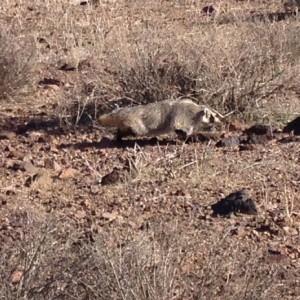 BADGER2