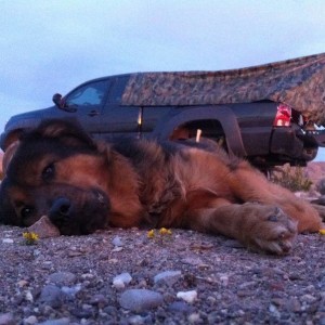 Wallace taking a nap after a long day of wheeling in big bend