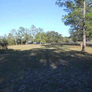the Ponderosa