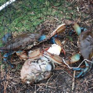 Crabs