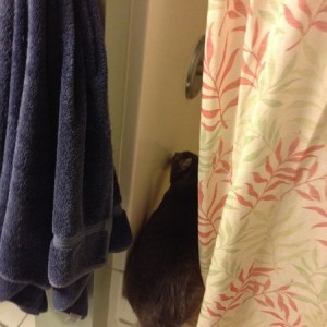 Cat cleaning the shower...weird!