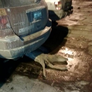 A friend dragged this to work 12 miles and didn't know it was there!