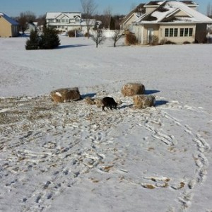 New rocks for a fire pit