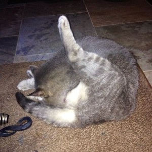 Cat!