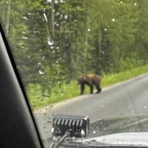 Brown Bear om Hwy 37