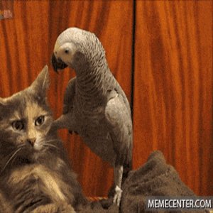 gif-this-parrot-means-business_o_2819651_1_