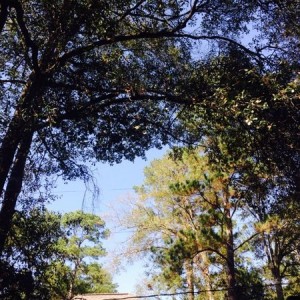Blue sky and sunny