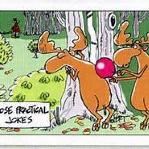 Moose joke