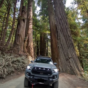 Jedediah Smith State Park