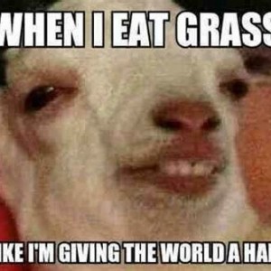 Stoned Goat