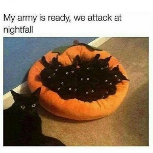 Cat Army