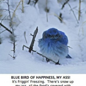 Blue_bird_of_happiness