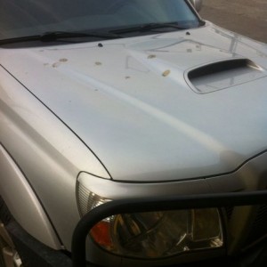 Fuggin birds - I was only inside for 5 minutes!!!!