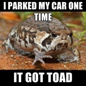 Grumpy-frog-meme-811683812