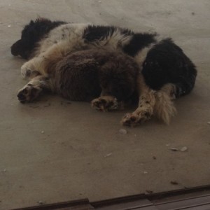 Newfies