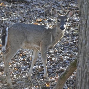 Deer