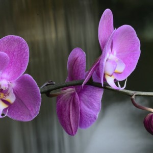 falls and flowers