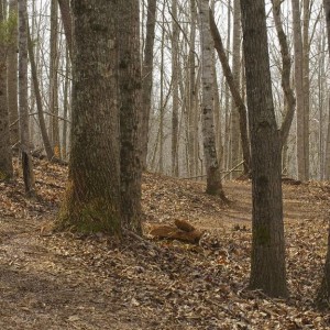 trail