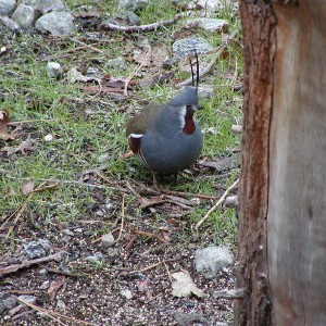 mtn_quail