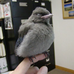office_jay16
