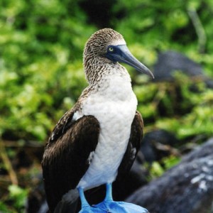 blue-footed booby