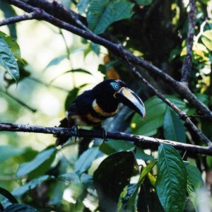 many-banded aracari