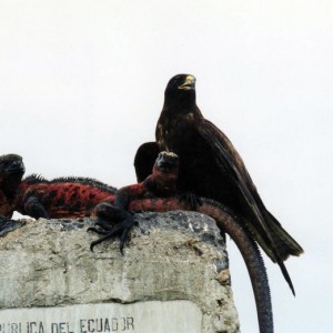 galapagos hawk and marine iguanas