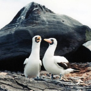nazca boobies