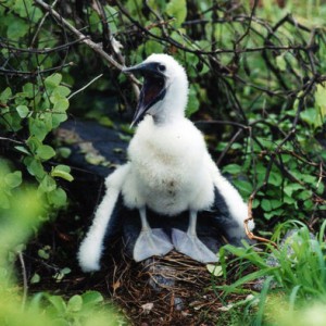 baby booby