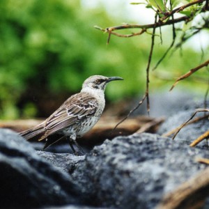 galapagos mockingbird