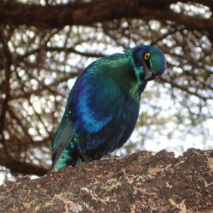 blue-eared starling