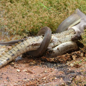 o-PYTHON-CROC-1-900