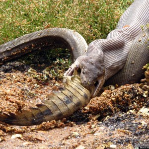 o-PYTHON-CROC-2-900