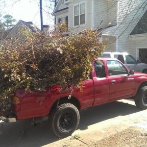 Tree3