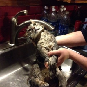 Cat got in a brawl with a stray my wife feeds! Apparently he got sprayed! C