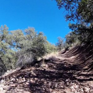 trees