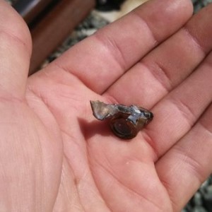 I inspect railroad tracks and just found this. The tracks I'm inspecti