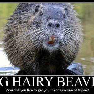 BigHairyBeaver2