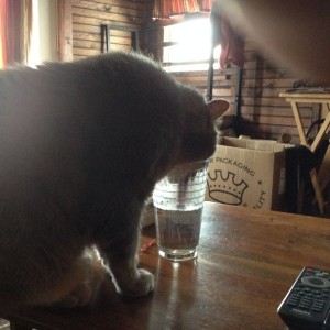 Thirsty cat!