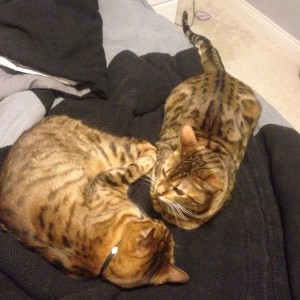 They don't want to get out of bed.