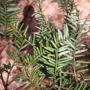 Hemlocks still showing wooly adelgid/ scale even after the cold winter we h
