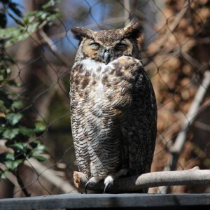 owl1
