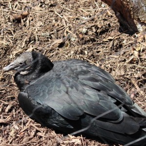 vulture