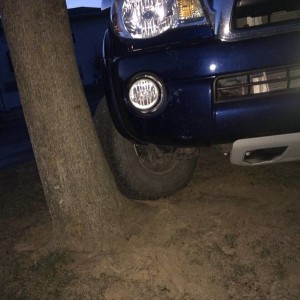 Touch a tree you say?!