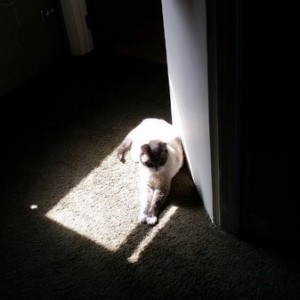 FAT
