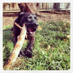 pup21