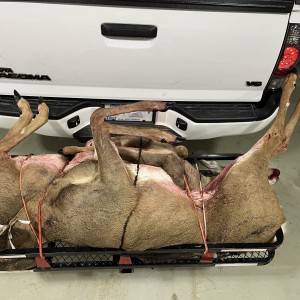 Deer Hunt 2023