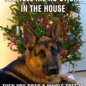 Christmas-tree-dog